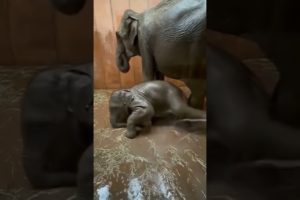 cute baby elephant | #shorts #youtubeshorts #short #elephant