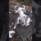 cute puppies but which one is the cutest? #viral #shorts