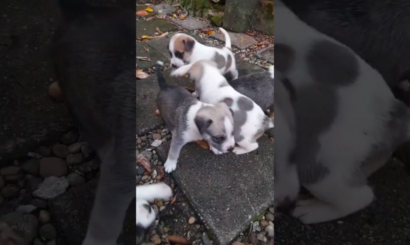 cute puppies but which one is the cutest? #viral #shorts