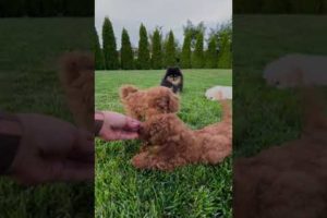 cute puppies doing cute things  | Get Ready for the Cutest Puppy Video You've Ever Seen!