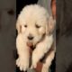 cute puppies #shortsfeed #viral #ytshorts #shorts