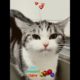 cutest kitten 🐈🐈 #cat #funnycat #cute #shorts #short #meow