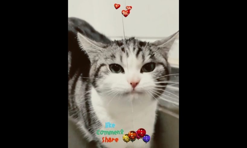 cutest kitten 🐈🐈 #cat #funnycat #cute #shorts #short #meow