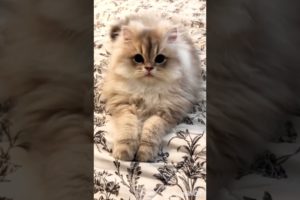 cutest kitten ever seen 😸