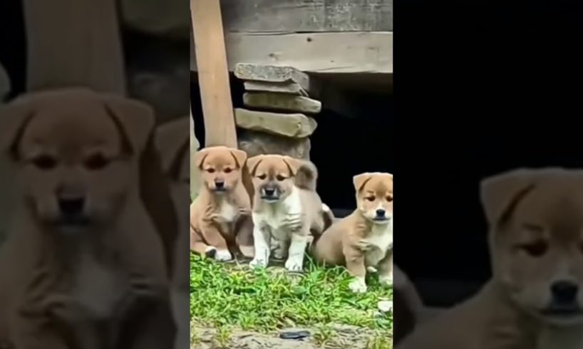 cutest puppies barking😊❤😘🐕 cutie puppies🐕😘❤😊 funniest puppies🐕❤ #viral #trending #happy #shorts #51