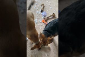 cutest puppies break toy squirrel