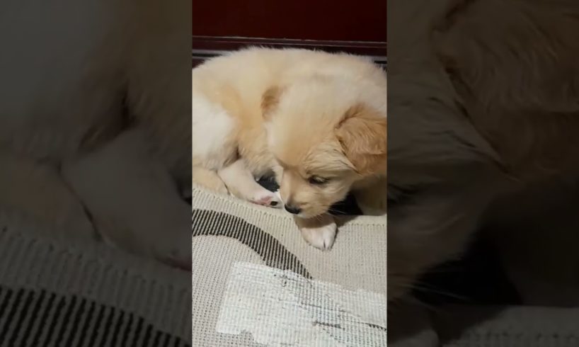 #cutest #puppies #cute #funny #dog #video