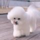 cutest puppies 🤗❤️ cute little dog ❤️#shorts #subscribe #trending #youtubeshorts #ytshorts #viral