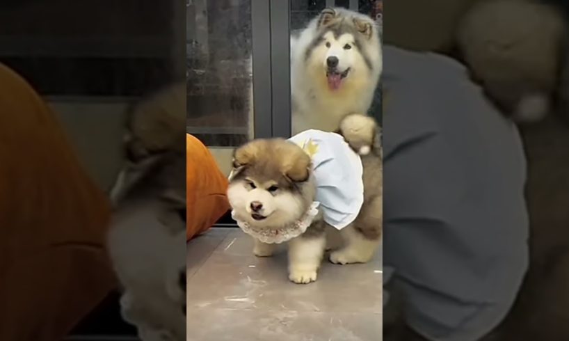 cutest puppies❤💕🐕😍 funniest puppies❤🐕💕 a beautiful moment😍❤🐕 #dog #trending #viral #shorts