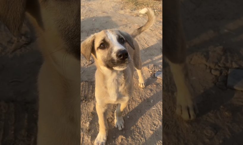 cutest puppies ❤️#shorts #subscribe #trending #youtubeshorts #ytshorts #viral #doglover