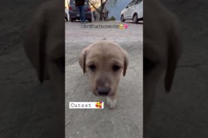 cutest puppies 🥰 #shorts #trandingshorts #viralshort #puppylove #puppydog #puppytraining #yt
