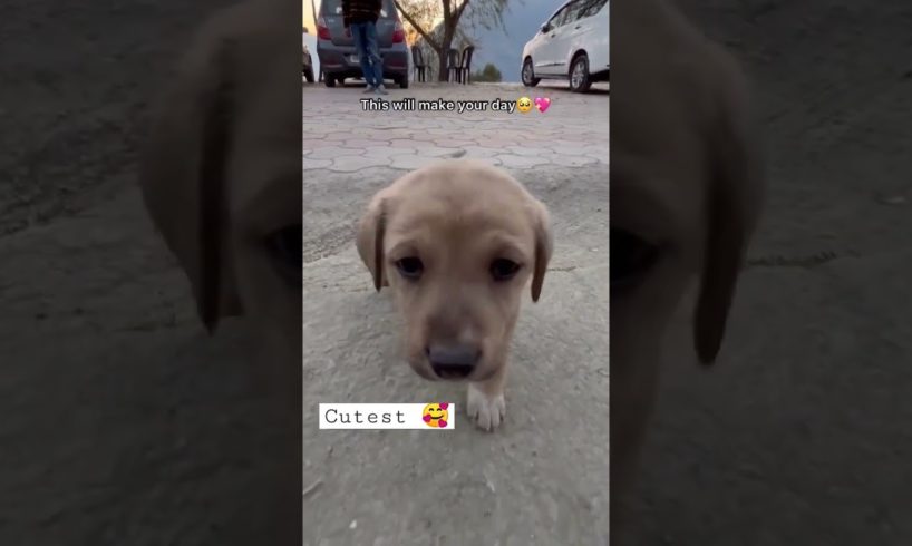cutest puppies 🥰  #shorts #trandingshorts #viralshort #puppylove #puppydog #puppytraining #yt