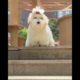 cutest puppies ❤️#shorts #trending #ytshorts #youtubeshorts #subscribe #doglover