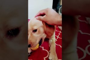 cutest puppy,  puppy,Labrador puppy,,golden retriever puppies,cute puppies,puppy love