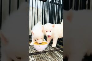 cutest white Husky red eyes cute puppies ❤️❤️ please subscribe yar support me 😭😭 Dog lover's ❤️