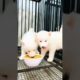 cutest white Husky red eyes cute puppies ❤️❤️ please subscribe yar support me 😭😭 Dog lover's ❤️