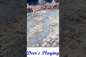 deer's playing ll #amazingshorts #cute #animals #shortsfeed #animalslover #youtubeshort