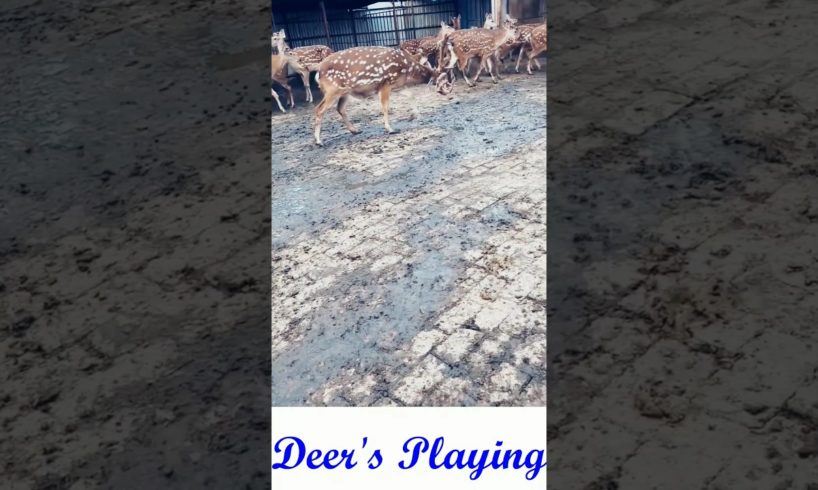 deer's playing ll #amazingshorts #cute #animals #shortsfeed #animalslover #youtubeshort