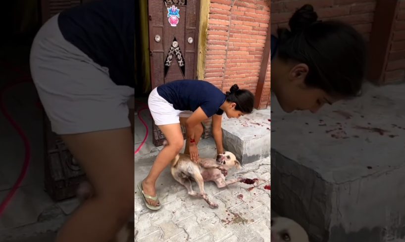 dog rescue 🙏 #shorts #youtubeshorts