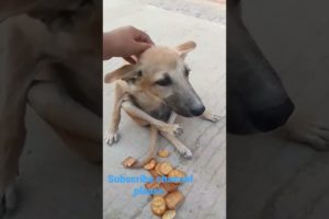 #doglover #cat #dog  Desi dog sad 😭 stutas #catvideo Aaj Mera Bholu icecream khayga #short video