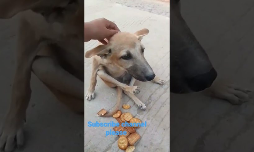#doglover #cat #dog  Desi dog sad 😭 stutas #catvideo Aaj Mera Bholu icecream khayga #short video
