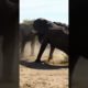 elephant fights #shortsviral #animal #shorts