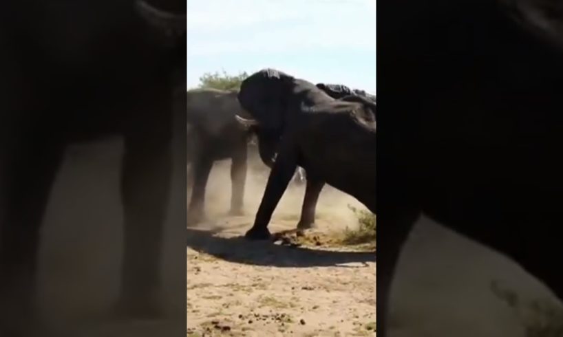 elephant fights #shortsviral #animal #shorts