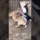 funny animal fights compilation | funny animal fight scene | animals fighting videos #animals