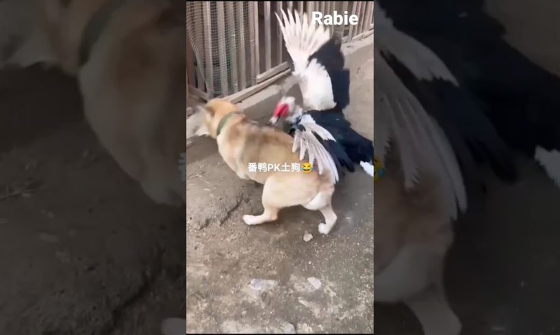 funny animal fights compilation | funny animal fight scene | animals fighting videos #animals