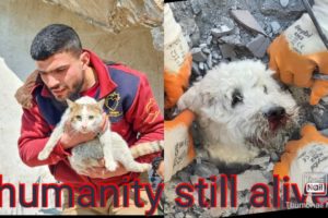 humanity still alive | turkey syria earthquake | animal rescue videos