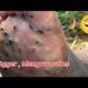 jigger removal man mangoworams removal in dog Animal rescue