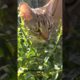 kitten goldfish plant. #dog #cat #animals #pets