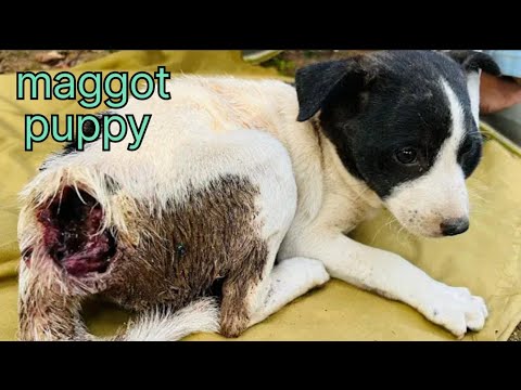 maggot Puppies Rescued Puppies Rescued mangoworams dog in removal