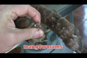 mangoworams removal in dog Animal rescue maggot dog