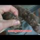 mangoworams removal in dog Animal rescue maggot dog