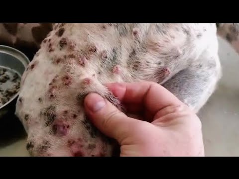 mogoworam dog puppy rescue jigger removal