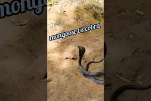 mongoose v/s cobra |wildlife |wild animal fight #shorts #viral #ytshorts #trending #wildlife