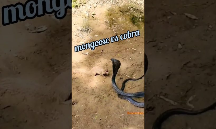 mongoose v/s cobra |wildlife |wild animal fight #shorts #viral #ytshorts #trending #wildlife