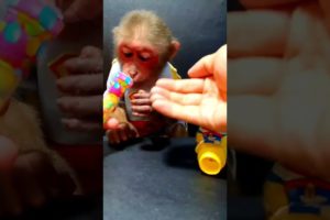 monkey baby bon bon, baby monkey abandoned death,  #babymonkeychallenges