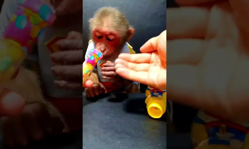 monkey baby bon bon, baby monkey abandoned death, #babymonkeychallenges
