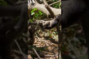 monkey playing short video #monkey#monkeylove#cuteanimals#animals#love#life#animalmonkey#funnymonkey