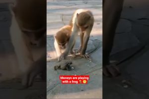 monkeys are playing with a frog🐒😁||#shorts #monkey #animals