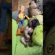 most cutest puppies videos 😅. #animallover #puppies #youtubeshorts #shortsvideo
