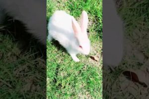 playing Rabbit#rabbit #animals #shots