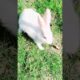playing Rabbit#rabbit #animals #shots