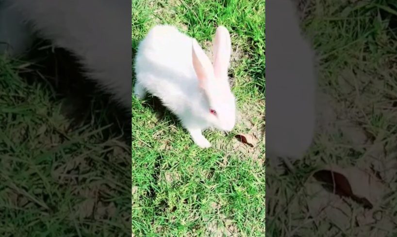 playing Rabbit#rabbit #animals #shots