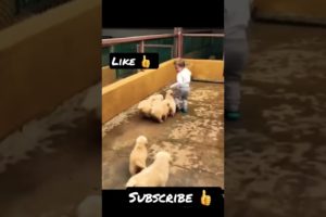 puppies,cute puppies,cutest puppies city,cute puppies videos#like #afgan #shorts #viral