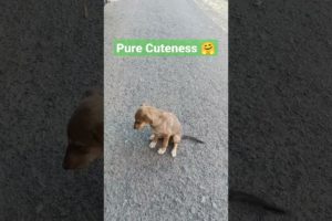 #shorts Cutest Puppy - Pure Cuteness 🤗  #trending #viral #ytshorts #dog #cute #puppy #short #animals