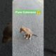 #shorts Cutest Puppy - Pure Cuteness 🤗  #trending #viral #ytshorts #dog #cute #puppy #short #animals