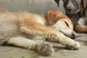 the cutest puppies you will see today and it will brighten your day